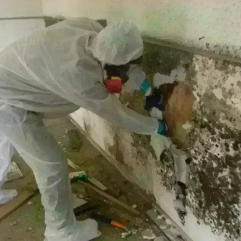 Mold Remediation and Removal in Knox County, OH